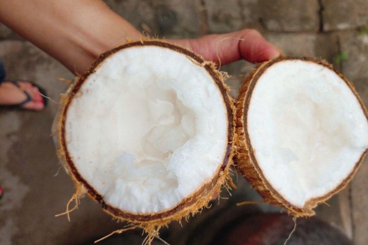 Cách làm nước cốt dừa ăn chè ngon sánh mịn từ dừa tươi, dừa hộp